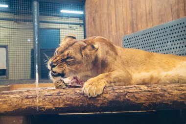 Kharkiv, Ukrayna, 29 Ağustos 2025, Kharkiv Hayvanat Bahçesi, 1895 yılında kurulan bir hayvanat bahçesi. Savaşa ve Kharkiv şehrine saldırı riskine rağmen burası hala açık..