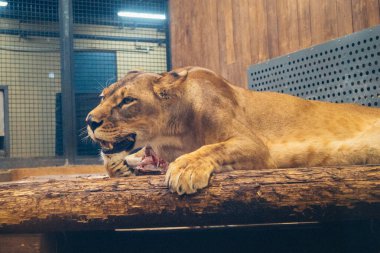 Kharkiv, Ukrayna, 29 Ağustos 2025, Kharkiv Hayvanat Bahçesi, 1895 yılında kurulan bir hayvanat bahçesi. Savaşa ve Kharkiv şehrine saldırı riskine rağmen burası hala açık..