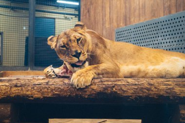 Kharkiv, Ukrayna, 29 Ağustos 2025, Kharkiv Hayvanat Bahçesi, 1895 yılında kurulan bir hayvanat bahçesi. Savaşa ve Kharkiv şehrine saldırı riskine rağmen burası hala açık..