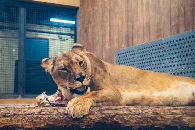 Kharkiv, Ukrayna, 29 Ağustos 2025, Kharkiv Hayvanat Bahçesi, 1895 yılında kurulan bir hayvanat bahçesi. Savaşa ve Kharkiv şehrine saldırı riskine rağmen burası hala açık..