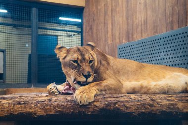 Kharkiv, Ukrayna, 29 Ağustos 2025, Kharkiv Hayvanat Bahçesi, 1895 yılında kurulan bir hayvanat bahçesi. Savaşa ve Kharkiv şehrine saldırı riskine rağmen burası hala açık..