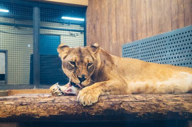 Kharkiv, Ukrayna, 29 Ağustos 2025, Kharkiv Hayvanat Bahçesi, 1895 yılında kurulan bir hayvanat bahçesi. Savaşa ve Kharkiv şehrine saldırı riskine rağmen burası hala açık..