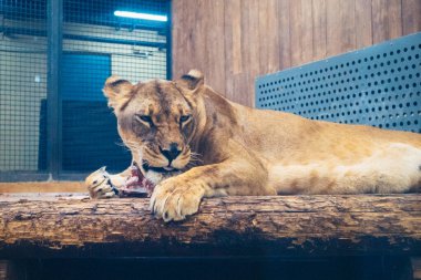 Kharkiv, Ukrayna, 29 Ağustos 2025, Kharkiv Hayvanat Bahçesi, 1895 yılında kurulan bir hayvanat bahçesi. Savaşa ve Kharkiv şehrine saldırı riskine rağmen burası hala açık..