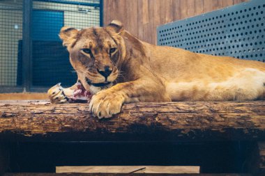 Kharkiv, Ukrayna, 29 Ağustos 2025, Kharkiv Hayvanat Bahçesi, 1895 yılında kurulan bir hayvanat bahçesi. Savaşa ve Kharkiv şehrine saldırı riskine rağmen burası hala açık..