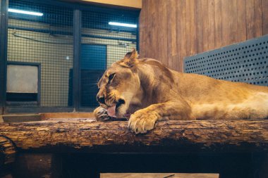 Kharkiv, Ukrayna, 29 Ağustos 2025, Kharkiv Hayvanat Bahçesi, 1895 yılında kurulan bir hayvanat bahçesi. Savaşa ve Kharkiv şehrine saldırı riskine rağmen burası hala açık..