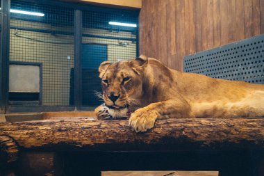 Kharkiv, Ukrayna, 29 Ağustos 2025, Kharkiv Hayvanat Bahçesi, 1895 yılında kurulan bir hayvanat bahçesi. Savaşa ve Kharkiv şehrine saldırı riskine rağmen burası hala açık..