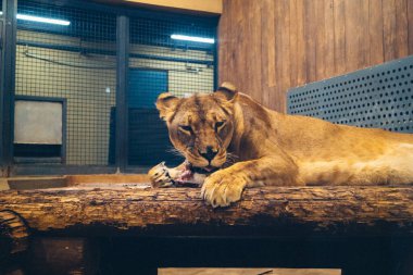 Kharkiv, Ukrayna, 29 Ağustos 2025, Kharkiv Hayvanat Bahçesi, 1895 yılında kurulan bir hayvanat bahçesi. Savaşa ve Kharkiv şehrine saldırı riskine rağmen burası hala açık..