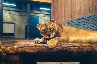 Kharkiv, Ukrayna, 29 Ağustos 2025, Kharkiv Hayvanat Bahçesi, 1895 yılında kurulan bir hayvanat bahçesi. Savaşa ve Kharkiv şehrine saldırı riskine rağmen burası hala açık..