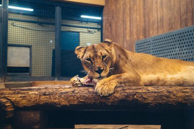 Kharkiv, Ukrayna, 29 Ağustos 2025, Kharkiv Hayvanat Bahçesi, 1895 yılında kurulan bir hayvanat bahçesi. Savaşa ve Kharkiv şehrine saldırı riskine rağmen burası hala açık..