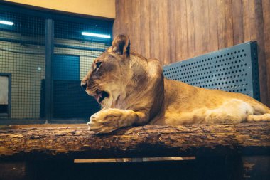 Kharkiv, Ukrayna, 29 Ağustos 2025, Kharkiv Hayvanat Bahçesi, 1895 yılında kurulan bir hayvanat bahçesi. Savaşa ve Kharkiv şehrine saldırı riskine rağmen burası hala açık..