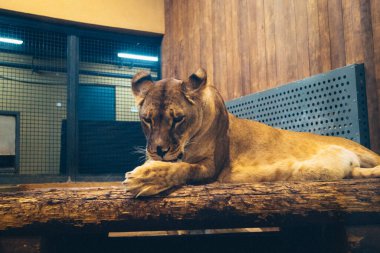 Kharkiv, Ukrayna, 29 Ağustos 2025, Kharkiv Hayvanat Bahçesi, 1895 yılında kurulan bir hayvanat bahçesi. Savaşa ve Kharkiv şehrine saldırı riskine rağmen burası hala açık..