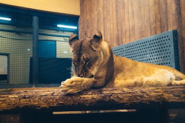 Kharkiv, Ukrayna, 29 Ağustos 2025, Kharkiv Hayvanat Bahçesi, 1895 yılında kurulan bir hayvanat bahçesi. Savaşa ve Kharkiv şehrine saldırı riskine rağmen burası hala açık..