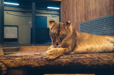 Kharkiv, Ukrayna, 29 Ağustos 2025, Kharkiv Hayvanat Bahçesi, 1895 yılında kurulan bir hayvanat bahçesi. Savaşa ve Kharkiv şehrine saldırı riskine rağmen burası hala açık..