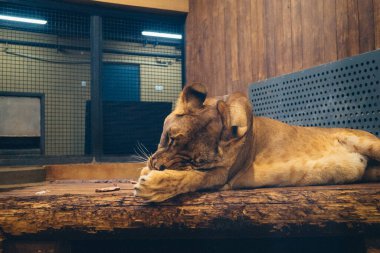 Kharkiv, Ukrayna, 29 Ağustos 2025, Kharkiv Hayvanat Bahçesi, 1895 yılında kurulan bir hayvanat bahçesi. Savaşa ve Kharkiv şehrine saldırı riskine rağmen burası hala açık..