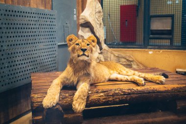 Kharkiv, Ukrayna, 29 Ağustos 2025, Kharkiv Hayvanat Bahçesi, 1895 yılında kurulan bir hayvanat bahçesi. Savaşa ve Kharkiv şehrine saldırı riskine rağmen burası hala açık..