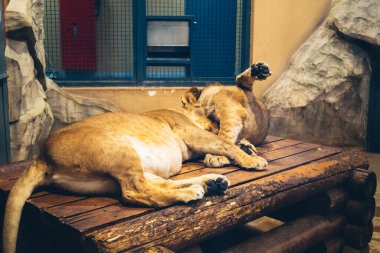 Kharkiv, Ukrayna, 29 Ağustos 2025, Kharkiv Hayvanat Bahçesi, 1895 yılında kurulan bir hayvanat bahçesi. Savaşa ve Kharkiv şehrine saldırı riskine rağmen burası hala açık..