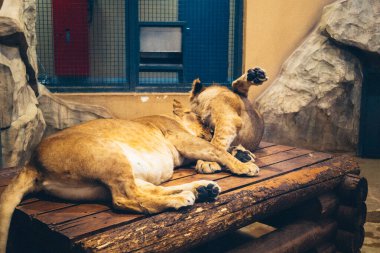 Kharkiv, Ukrayna, 29 Ağustos 2025, Kharkiv Hayvanat Bahçesi, 1895 yılında kurulan bir hayvanat bahçesi. Savaşa ve Kharkiv şehrine saldırı riskine rağmen burası hala açık..