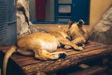 Kharkiv, Ukrayna, 29 Ağustos 2025, Kharkiv Hayvanat Bahçesi, 1895 yılında kurulan bir hayvanat bahçesi. Savaşa ve Kharkiv şehrine saldırı riskine rağmen burası hala açık..