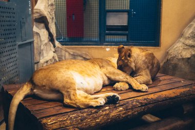 Kharkiv, Ukrayna, 29 Ağustos 2025, Kharkiv Hayvanat Bahçesi, 1895 yılında kurulan bir hayvanat bahçesi. Savaşa ve Kharkiv şehrine saldırı riskine rağmen burası hala açık..