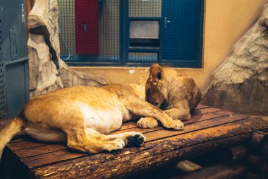 Kharkiv, Ukrayna, 29 Ağustos 2025, Kharkiv Hayvanat Bahçesi, 1895 yılında kurulan bir hayvanat bahçesi. Savaşa ve Kharkiv şehrine saldırı riskine rağmen burası hala açık..