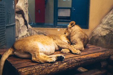 Kharkiv, Ukrayna, 29 Ağustos 2025, Kharkiv Hayvanat Bahçesi, 1895 yılında kurulan bir hayvanat bahçesi. Savaşa ve Kharkiv şehrine saldırı riskine rağmen burası hala açık..