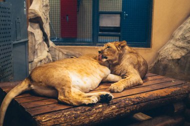 Kharkiv, Ukrayna, 29 Ağustos 2025, Kharkiv Hayvanat Bahçesi, 1895 yılında kurulan bir hayvanat bahçesi. Savaşa ve Kharkiv şehrine saldırı riskine rağmen burası hala açık..