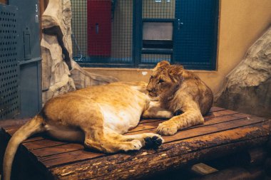 Kharkiv, Ukrayna, 29 Ağustos 2025, Kharkiv Hayvanat Bahçesi, 1895 yılında kurulan bir hayvanat bahçesi. Savaşa ve Kharkiv şehrine saldırı riskine rağmen burası hala açık..