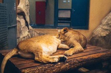 Kharkiv, Ukrayna, 29 Ağustos 2025, Kharkiv Hayvanat Bahçesi, 1895 yılında kurulan bir hayvanat bahçesi. Savaşa ve Kharkiv şehrine saldırı riskine rağmen burası hala açık..