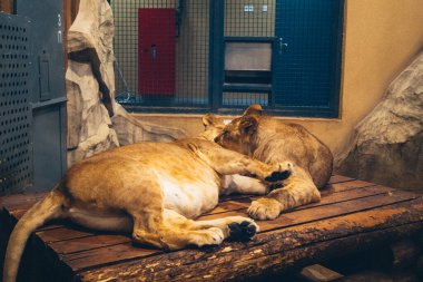 Kharkiv, Ukrayna, 29 Ağustos 2025, Kharkiv Hayvanat Bahçesi, 1895 yılında kurulan bir hayvanat bahçesi. Savaşa ve Kharkiv şehrine saldırı riskine rağmen burası hala açık..