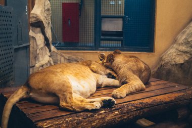 Kharkiv, Ukrayna, 29 Ağustos 2025, Kharkiv Hayvanat Bahçesi, 1895 yılında kurulan bir hayvanat bahçesi. Savaşa ve Kharkiv şehrine saldırı riskine rağmen burası hala açık..