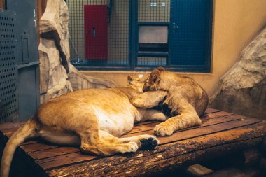 Kharkiv, Ukrayna, 29 Ağustos 2025, Kharkiv Hayvanat Bahçesi, 1895 yılında kurulan bir hayvanat bahçesi. Savaşa ve Kharkiv şehrine saldırı riskine rağmen burası hala açık..