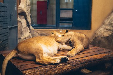 Kharkiv, Ukrayna, 29 Ağustos 2025, Kharkiv Hayvanat Bahçesi, 1895 yılında kurulan bir hayvanat bahçesi. Savaşa ve Kharkiv şehrine saldırı riskine rağmen burası hala açık..