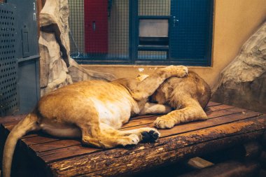 Kharkiv, Ukrayna, 29 Ağustos 2025, Kharkiv Hayvanat Bahçesi, 1895 yılında kurulan bir hayvanat bahçesi. Savaşa ve Kharkiv şehrine saldırı riskine rağmen burası hala açık..