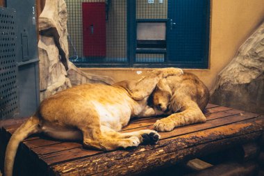 Kharkiv, Ukrayna, 29 Ağustos 2025, Kharkiv Hayvanat Bahçesi, 1895 yılında kurulan bir hayvanat bahçesi. Savaşa ve Kharkiv şehrine saldırı riskine rağmen burası hala açık..