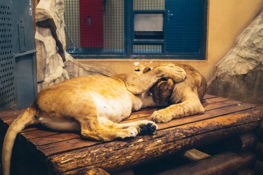 Kharkiv, Ukrayna, 29 Ağustos 2025, Kharkiv Hayvanat Bahçesi, 1895 yılında kurulan bir hayvanat bahçesi. Savaşa ve Kharkiv şehrine saldırı riskine rağmen burası hala açık..