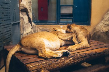 Kharkiv, Ukrayna, 29 Ağustos 2025, Kharkiv Hayvanat Bahçesi, 1895 yılında kurulan bir hayvanat bahçesi. Savaşa ve Kharkiv şehrine saldırı riskine rağmen burası hala açık..