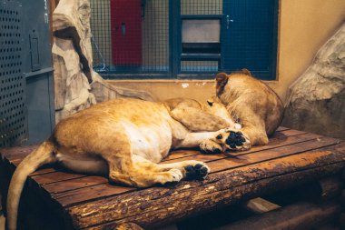 Kharkiv, Ukrayna, 29 Ağustos 2025, Kharkiv Hayvanat Bahçesi, 1895 yılında kurulan bir hayvanat bahçesi. Savaşa ve Kharkiv şehrine saldırı riskine rağmen burası hala açık..