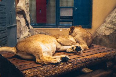 Kharkiv, Ukrayna, 29 Ağustos 2025, Kharkiv Hayvanat Bahçesi, 1895 yılında kurulan bir hayvanat bahçesi. Savaşa ve Kharkiv şehrine saldırı riskine rağmen burası hala açık..