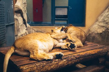 Kharkiv, Ukrayna, 29 Ağustos 2025, Kharkiv Hayvanat Bahçesi, 1895 yılında kurulan bir hayvanat bahçesi. Savaşa ve Kharkiv şehrine saldırı riskine rağmen burası hala açık..