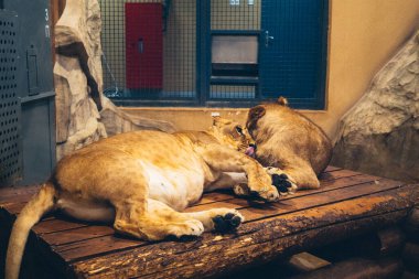 Kharkiv, Ukrayna, 29 Ağustos 2025, Kharkiv Hayvanat Bahçesi, 1895 yılında kurulan bir hayvanat bahçesi. Savaşa ve Kharkiv şehrine saldırı riskine rağmen burası hala açık..