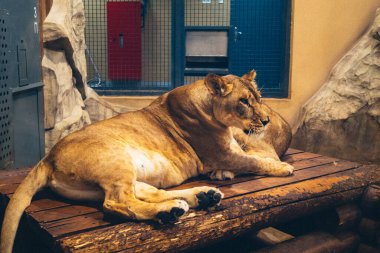 Kharkiv, Ukrayna, 29 Ağustos 2025, Kharkiv Hayvanat Bahçesi, 1895 yılında kurulan bir hayvanat bahçesi. Savaşa ve Kharkiv şehrine saldırı riskine rağmen burası hala açık..