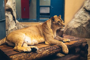 Kharkiv, Ukrayna, 29 Ağustos 2025, Kharkiv Hayvanat Bahçesi, 1895 yılında kurulan bir hayvanat bahçesi. Savaşa ve Kharkiv şehrine saldırı riskine rağmen burası hala açık..