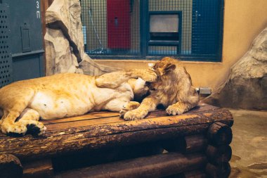 Kharkiv, Ukrayna, 29 Ağustos 2025, Kharkiv Hayvanat Bahçesi, 1895 yılında kurulan bir hayvanat bahçesi. Savaşa ve Kharkiv şehrine saldırı riskine rağmen burası hala açık..