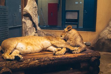 Kharkiv, Ukrayna, 29 Ağustos 2025, Kharkiv Hayvanat Bahçesi, 1895 yılında kurulan bir hayvanat bahçesi. Savaşa ve Kharkiv şehrine saldırı riskine rağmen burası hala açık..