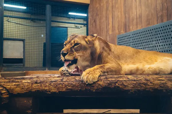 Kharkiv, Ukrayna, 29 Ağustos 2025, Kharkiv Hayvanat Bahçesi, 1895 yılında kurulan bir hayvanat bahçesi. Savaşa ve Kharkiv şehrine saldırı riskine rağmen burası hala açık..