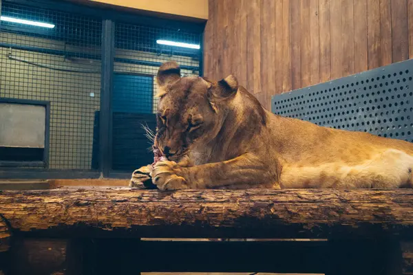 Kharkiv, Ukrayna, 29 Ağustos 2025, Kharkiv Hayvanat Bahçesi, 1895 yılında kurulan bir hayvanat bahçesi. Savaşa ve Kharkiv şehrine saldırı riskine rağmen burası hala açık..