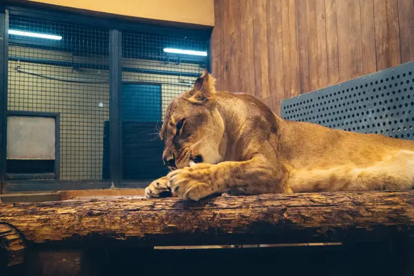 Kharkiv, Ukrayna, 29 Ağustos 2025, Kharkiv Hayvanat Bahçesi, 1895 yılında kurulan bir hayvanat bahçesi. Savaşa ve Kharkiv şehrine saldırı riskine rağmen burası hala açık..