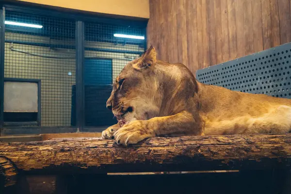 Kharkiv, Ukrayna, 29 Ağustos 2025, Kharkiv Hayvanat Bahçesi, 1895 yılında kurulan bir hayvanat bahçesi. Savaşa ve Kharkiv şehrine saldırı riskine rağmen burası hala açık..