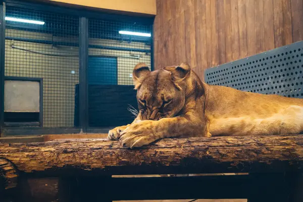 Kharkiv, Ukrayna, 29 Ağustos 2025, Kharkiv Hayvanat Bahçesi, 1895 yılında kurulan bir hayvanat bahçesi. Savaşa ve Kharkiv şehrine saldırı riskine rağmen burası hala açık..