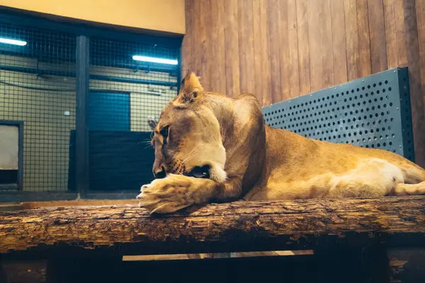 Kharkiv, Ukrayna, 29 Ağustos 2025, Kharkiv Hayvanat Bahçesi, 1895 yılında kurulan bir hayvanat bahçesi. Savaşa ve Kharkiv şehrine saldırı riskine rağmen burası hala açık..